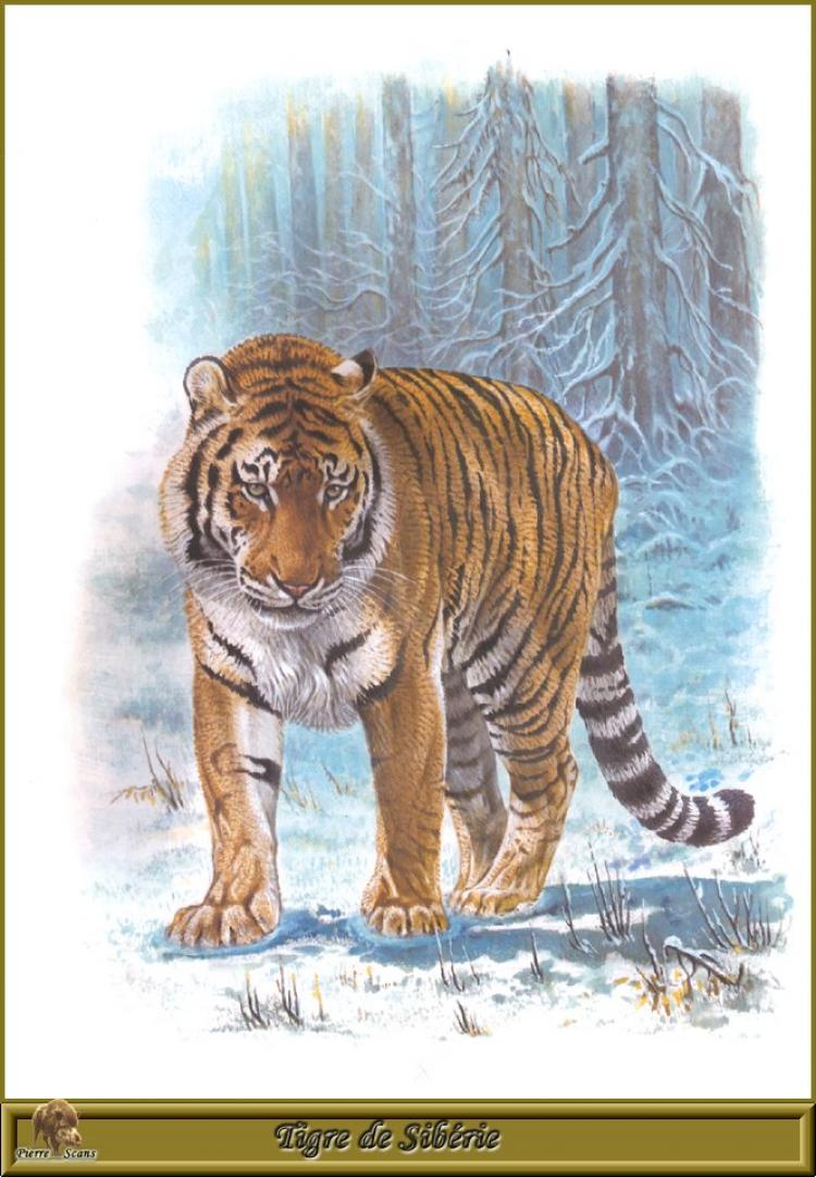 Роберт Даллет тигр